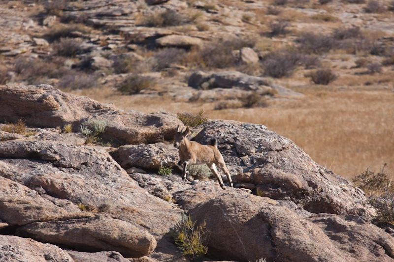 Siberian Ibex